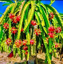 Variety dragon fruit for sale  Middle Island