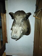 Keilerkopf eber trophäe gebraucht kaufen  Arnstein
