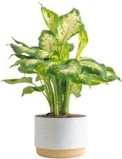 Costa farms dieffenbachia for sale  Clifton