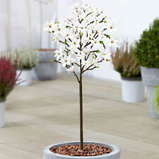 Magnolia stellata tree for sale  UK
