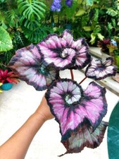 8000622 begonia dragon gebraucht kaufen  Reutlingen