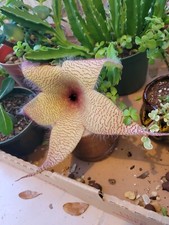 Stapelia gigantea carrion for sale  Port Charlotte