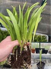 Trachycarpus fortunei xwagneri for sale  BRIERLEY HILL