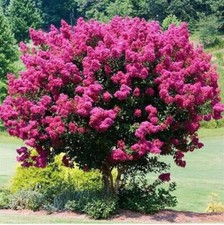 Exotic crape myrtle for sale  Goldsboro