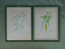 Disegni erbe fiori usato Disegni erbe fiori usato  Sarezzo