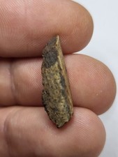 Triceratops fossil. genuine for sale Triceratops fossil. genuine for sale  SOLIHULL