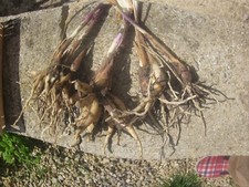 Lot bulbes iris d'occasion  Ressons-sur-Matz