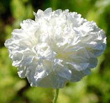 White cream peony for sale  DEWSBURY