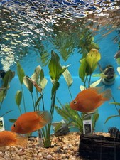 Inch parrot cichlid for sale  Orange Park