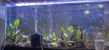 Gallon fish tank for sale  Fort Worth