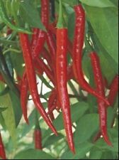 100 Plus PIMENTA CAIENA VERMELHA LONGA QUENTE - Sementes Capsicum Annuum - Não OGM comprar usado  Enviando para Brazil