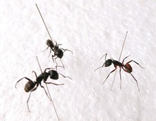 Black ants set for sale Black ants set for sale  SLEAFORD