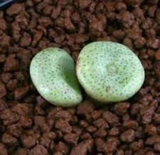 Conophytum ricardianum caillou d'occasion  Expédié en France