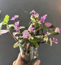Tradescantia blushing bride gebraucht kaufen  Kirchdorf
