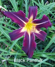 Hemerocallis black panther gebraucht kaufen  Burgdorf