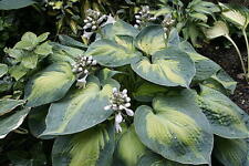 Hosta blue circle for sale  Shipping to Ireland