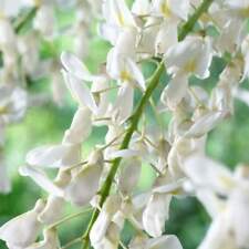 Wisteria sinensis alba for sale  SOUTHAMPTON