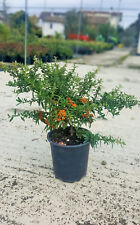 Piracanta pyracantha navaho usato  Monsampolo del Tronto