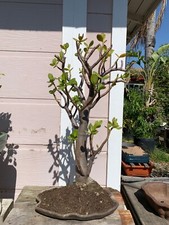 Crassula ovata bonsai for sale  Chino Hills