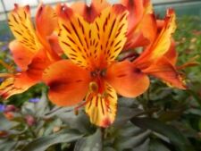 Alstroemeria summer paradise for sale  STOKE-ON-TRENT