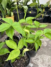 Pinellia ternata gorgeous for sale  GRIMSBY