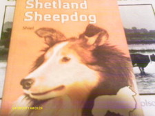 Shetland sheepdog shiel for sale  UK