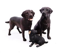 Set border fine for sale  KENDAL