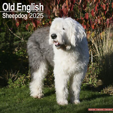 Old english sheepdog for sale  UK