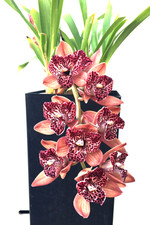 Cymbidium hot devon for sale  San Jose