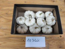 Zierkürbisse set baby gebraucht kaufen  Teningen