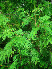 Eastern white cedar for sale  Cedar Park
