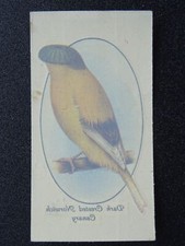 Dark norwich canary for sale  UK