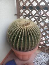 Cactus grusone cuscino usato  Siracusa