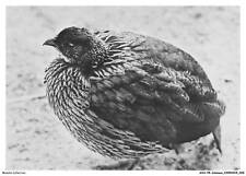 Aoap8 0581 animaux d'occasion  France