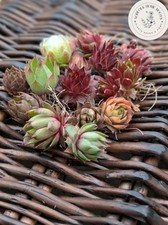Sempervivum mixed chicks for sale  KING'S LYNN