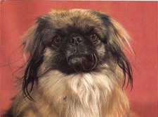 Pekinese pekingese postkarte gebraucht kaufen  Parkstein