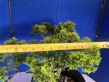 Golden dwarf hinoki for sale  Grove City