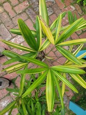 Nicely variegated rhaphis for sale  Fullerton