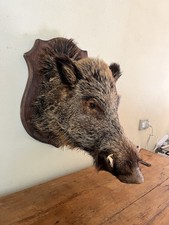 cinghiale imbalsamato usato cinghiale imbalsamato usato Grosseto