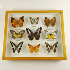 Lepidopterology butterfly coll for sale  NORWICH