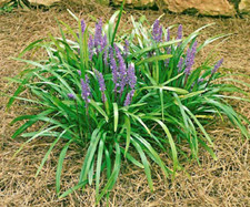 Liriope muscari densiflora for sale  Decatur