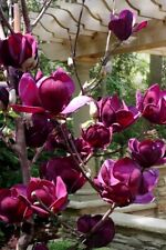 Genie magnolia hybrid for sale  Mobile