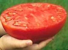 Pomodoro gigante bistecca usato  Italia