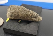 Prehistoric permineralized bir for sale  Belleville