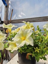 Trailing petunia surfinia for sale  NEWCASTLE