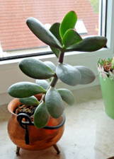 Geldbaum crassula vata gebraucht kaufen  Harburg