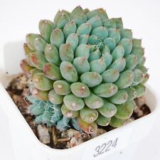 Exact plant echeveria for sale  BEXHILL-ON-SEA