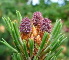 Pinus mugo rara usato  Napoli