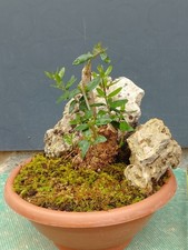 Bonsai olivastro 15x22cm usato  Pagani