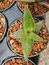 Aloe striata maculata for sale  Richmond